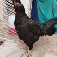 مرغ لاری اوشامو ۱ساله با 2جوجه لاری جوجه دیگم هست