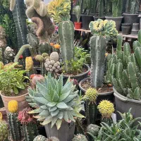 فروش ویژه کاکتوس