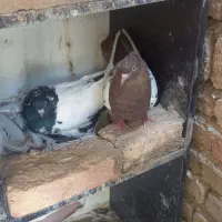 کبوتر
