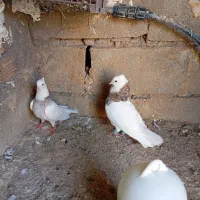 کبوتر،پرنده،طوقی