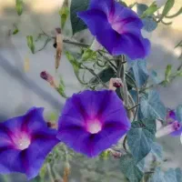 نهال (نشا)و بذر گل نیلوفر یا پیچک