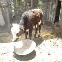 گوساله ماده محلی