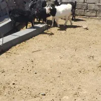 شیرمو فروشی