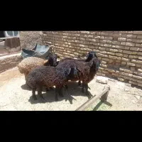 طغلی