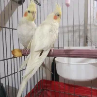 عروس هلندی مولد اهلی