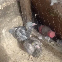 دوتا|پرنده|مشهد, محمدآباد|دیوار