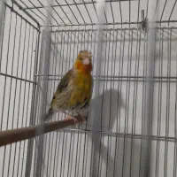 سهره قناری نر دهن دار