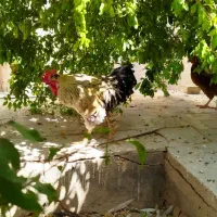 مرغ و خروس خونگی