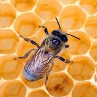 کندو زنبور عسل با زنبور و کندو خالی