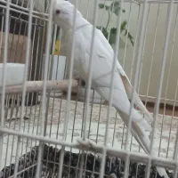 عروس ماده آلبینو