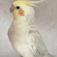 عروس هلندی لوتینو نر سخنگو