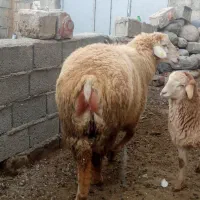 قوچ|حیوانات مزرعه|مشگین شهر, |دیوار