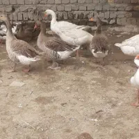 فروش ۶عدد غاز مولد درشت