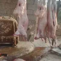 بره برای عید قربان نذر قربانی عقیقه