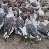 چن عدد غاز با مرغ خروس عوض میکنم