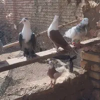 کبوتر درجه یک