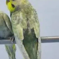 مرغ عشق رنبو معامله با مرغ خروس یا خرگوش