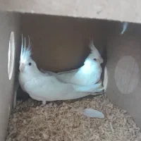 یک جفت البینو