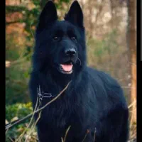 واگذاری ژرمن بلک