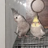 جفت عروس هلندی زیبا