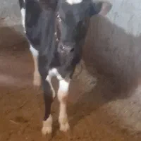 گاو شیری با گوساله