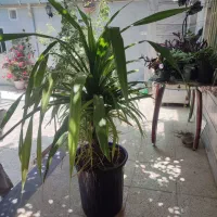 گل پاندانوس