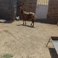 یک راس میش جوان کشتاری فکش شکسته