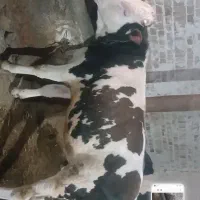 گوساله نر