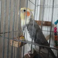عروس هلندی(رام و سالم)