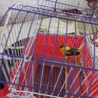 قناری نرمست مست خوش تیپ