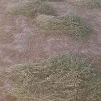 بیده فله پرس