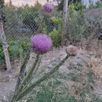 دمنوش های گیاهی