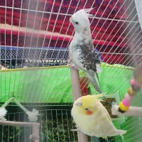 عروس هلندی نر