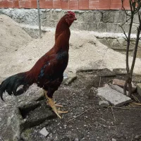 خروس لاری