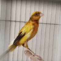 قناری نر ابلغ