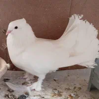 کبوتر