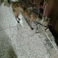 حیوانات