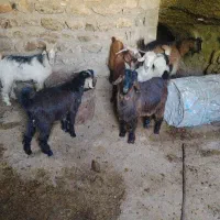 6راس بیگ