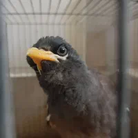 ملنگو عروس مرغ عشق مینا