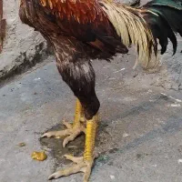 خروس لاری