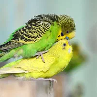 مرغ عشق به شرط