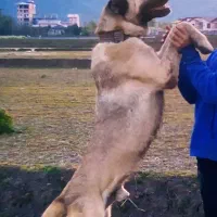 سگ سرابی