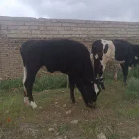 دوعدد گوساله هاشتایین