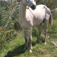 اسب ترکمن
