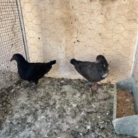 یک جفت جوجه سرخ کرمونی عکس پدر مادر گذاشتم