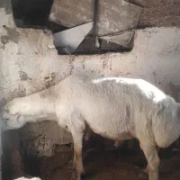 قوچ داشتی