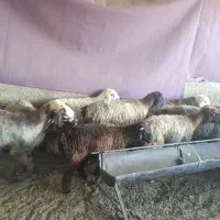 14راس میش داشت