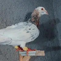 یک عددسار نر