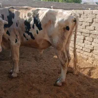 فروش گوساله
