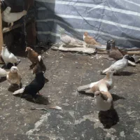 14عددکبوتر رنگی